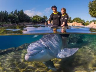 Discovery Cove Ultimate Package with Dolphin Swim - 2025 Early Booker Offer