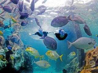 Discovery Cove Ultimate Package without Dolphin Swim - 2025 Early Booker Offer